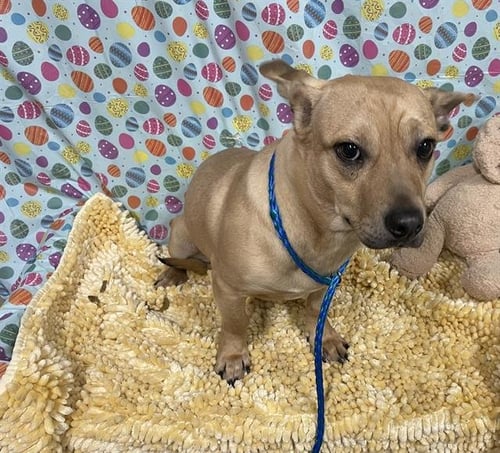 BOBO - Chihuahua available for adoption