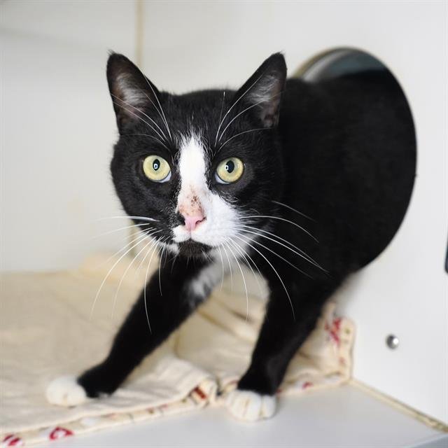 *TODD - Domestic Short Hair available for adoption