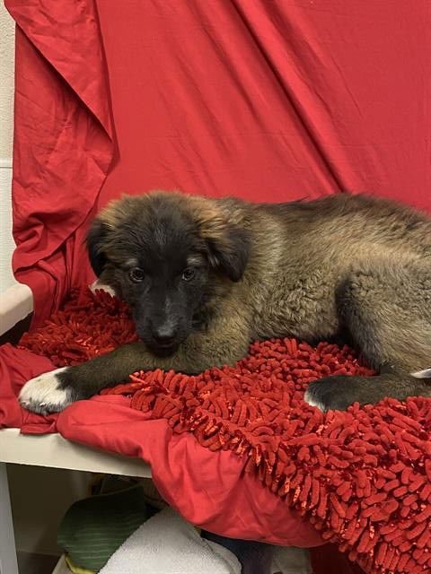 *TITAN - Akita available for adoption