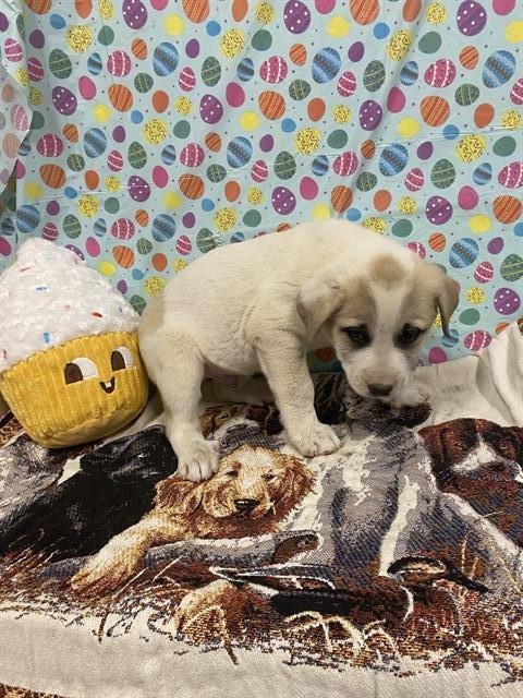 A608424 - Great Pyrenees available for adoption