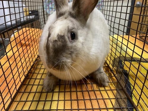 A608502 - Shorthaired Rabbit available for adoption