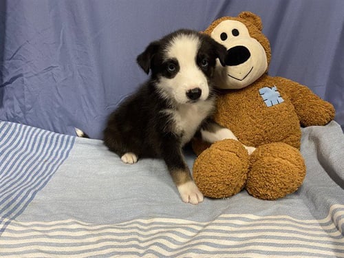 A608728 - Australian Shepherd available for adoption