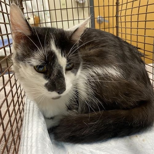 OREO BLIZZARD - Domestic Short Hair for adoption in Modesto