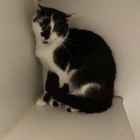 OREO BLIZZARD - Photo 1