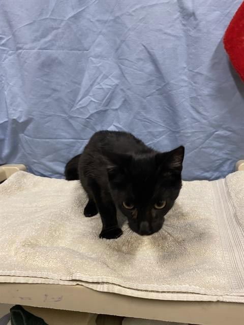 A605972 - Domestic Short Hair available for adoption