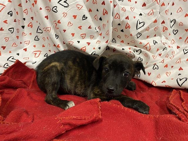 A607024 - Dutch Shepherd available for adoption