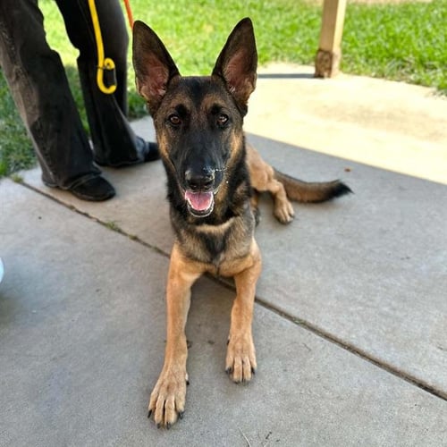 DIESEL - German Shepherd Dog available for adoption