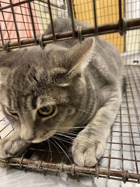 *PIXIE - Domestic Short Hair available for adoption