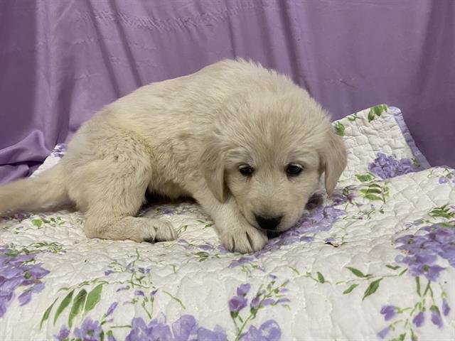 A606838 - Anatolian Shepherd available for adoption