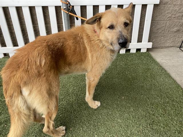 *RUFF - Airedale Terrier available for adoption