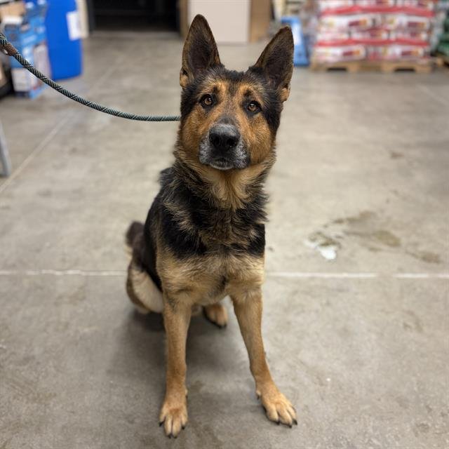 *RICKY - German Shepherd Dog available for adoption