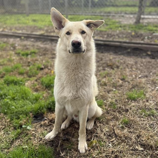 *NASH - German Shepherd Dog available for adoption