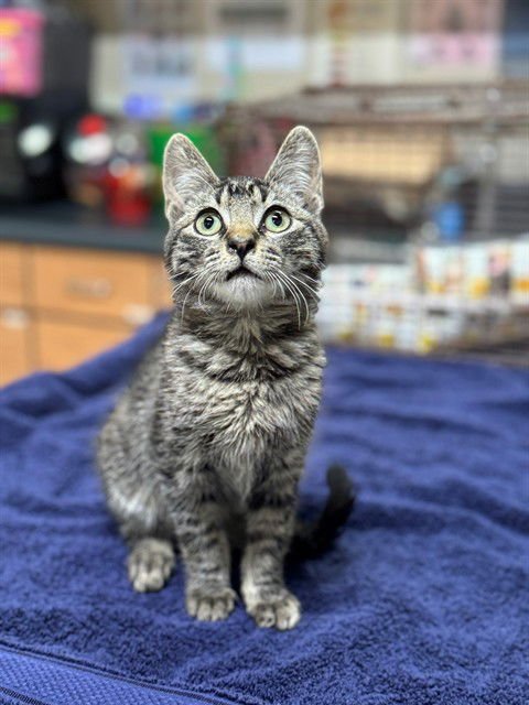 *TAZ - Domestic Short Hair available for adoption