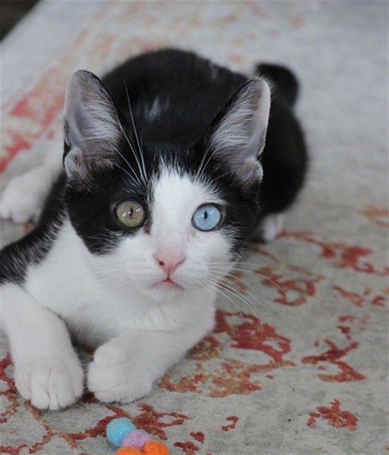 A606663 - Domestic Long Hair available for adoption