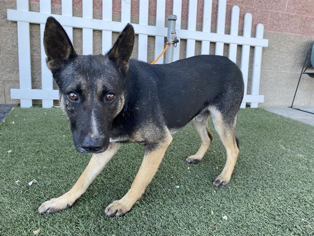 *NILE - German Shepherd Dog available for adoption