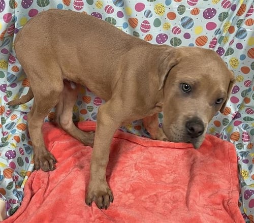 A608327 - Cane Corso Mastiff available for adoption