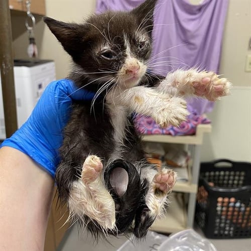 A615116 - Domestic Short Hair available for adoption