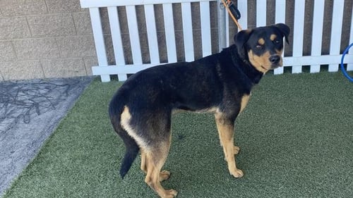 *BO - Rottweiler available for adoption