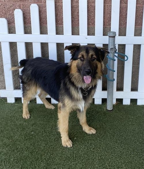 *GRIZZLY - German Shepherd Dog available for adoption