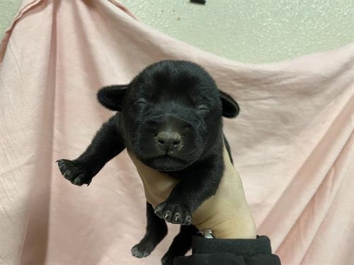 *SCOOP - German Shepherd Dog available for adoption