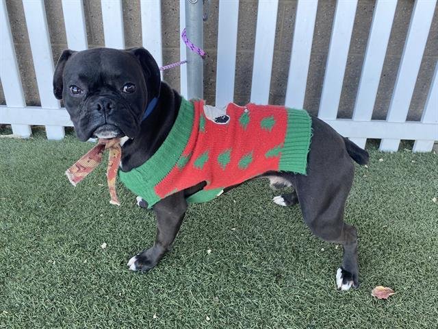 *PACQUI - Boxer available for adoption