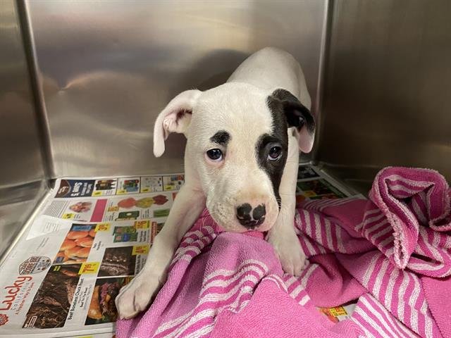 A608050 - Pit Bull Terrier available for adoption