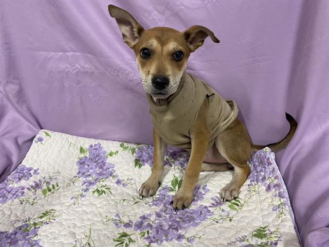 *ZELDA - Jack Russell Terrier (Parson Russell Terrier) available for adoption