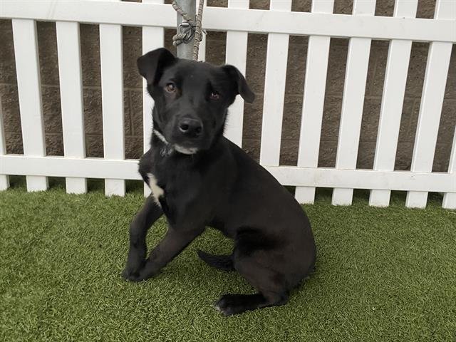 A607011 - Border Collie available for adoption