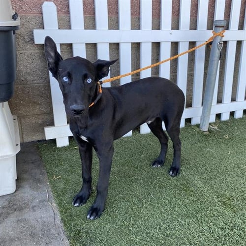 A614910 - Belgian Shepherd Malinois available for adoption