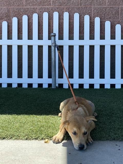 *FINCH - Pit Bull Terrier available for adoption