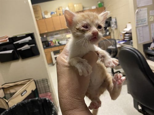 PIPPIN - Domestic Short Hair for adoption in Modesto