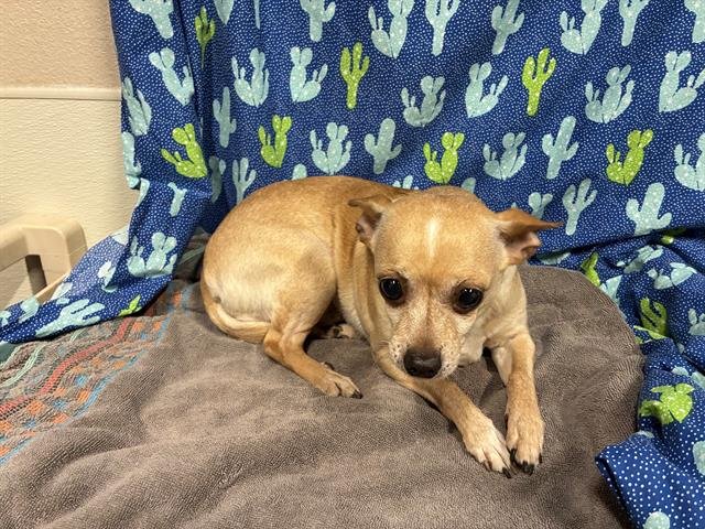 *PRECIOUS - Chihuahua available for adoption
