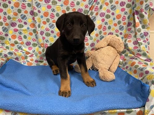 *VIOLA - Doberman Pinscher available for adoption