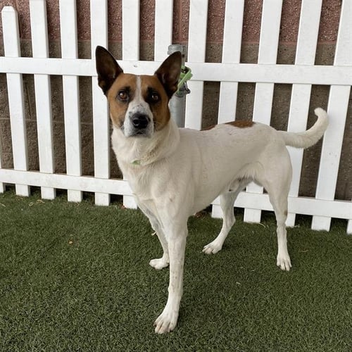 *ROBIN - Queensland Heeler available for adoption