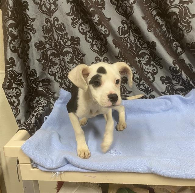 A607752 - Pit Bull Terrier available for adoption