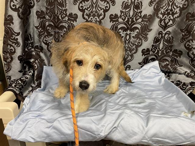 A607640 - Norfolk Terrier available for adoption