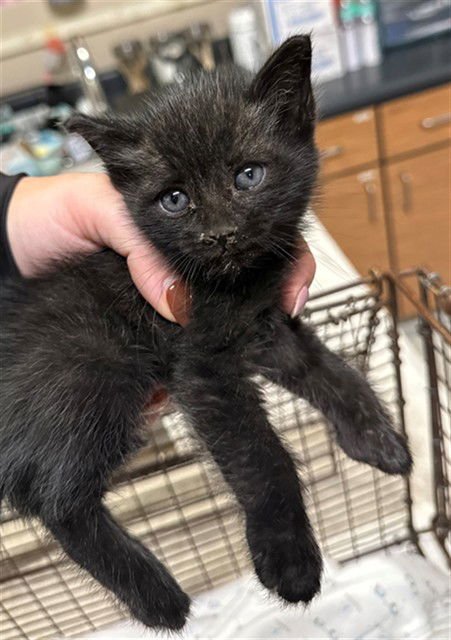 *NARROW - Domestic Medium Hair available for adoption