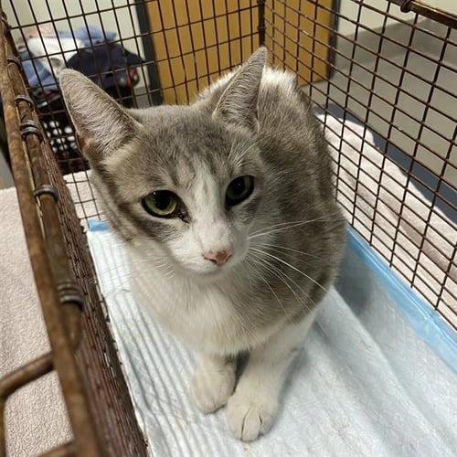 STAR - Domestic Short Hair for adoption in Modesto