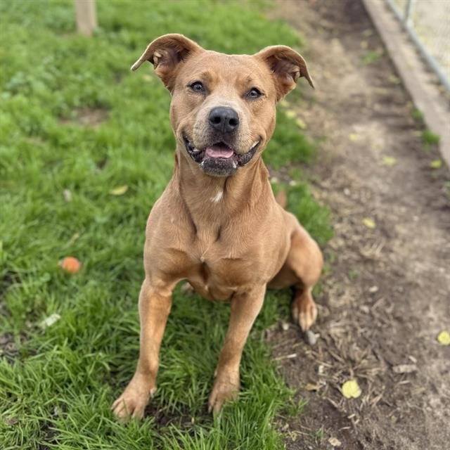 MOLLY - Pit Bull Terrier available for adoption