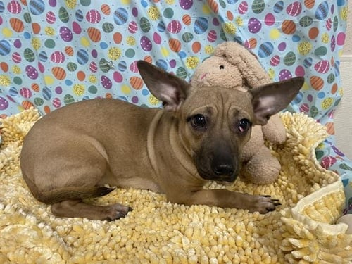 *NUTMEG - Chihuahua available for adoption