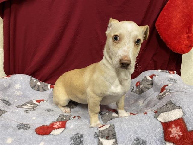 *PARIS - Dachshund available for adoption