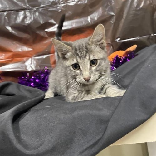 A615275 - Domestic Short Hair available for adoption