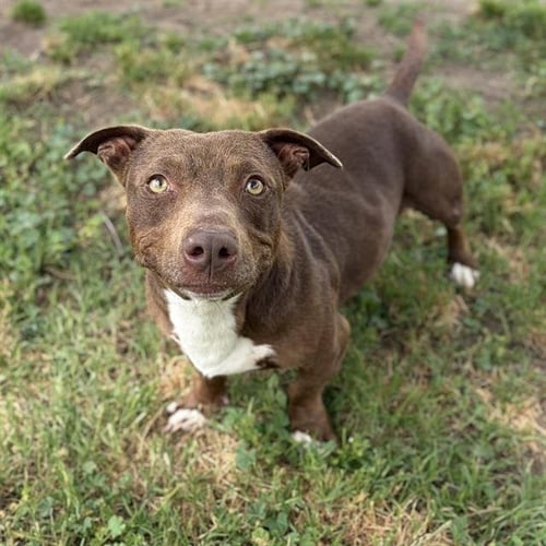 *PENN - Pit Bull Terrier / Dachshund available for adoption