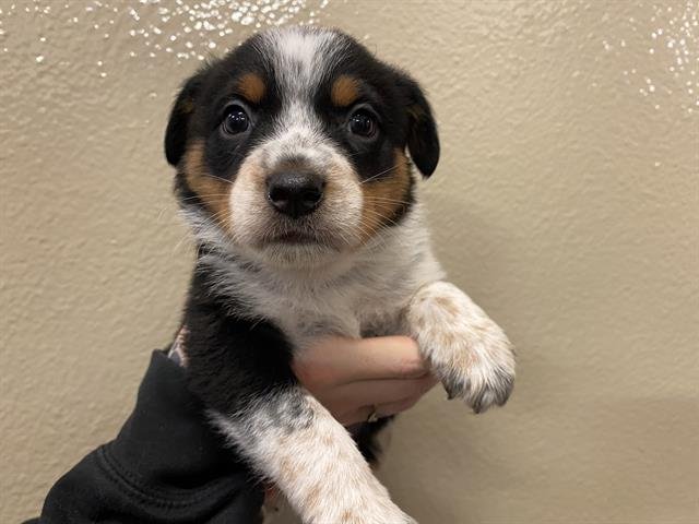 *SPRIG PUP - Australian Shepherd available for adoption