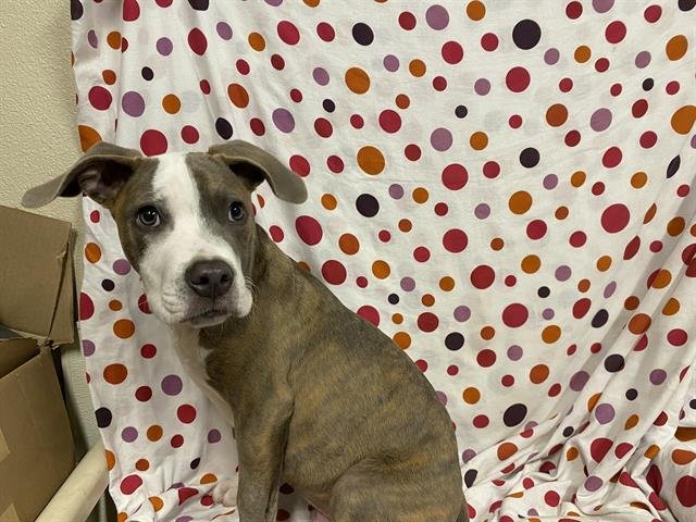 MOSS - Pit Bull Terrier available for adoption