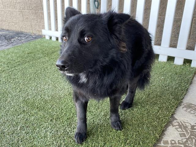 *PIXEL - Australian Shepherd available for adoption