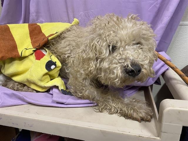 A606839 - Poodle (Miniature) available for adoption