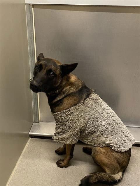 *MABEL - Belgian Shepherd Malinois available for adoption