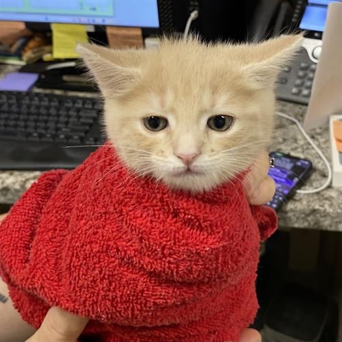 A614060 - Domestic Short Hair available for adoption