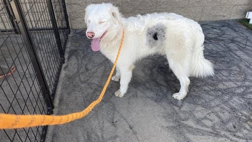 *VERIZON - Australian Shepherd available for adoption